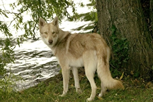 Images Dated 21st June 2004: Saarloos Wolfhound