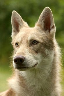 Images Dated 21st June 2004: Saarloos Wolfhound