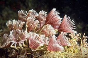 Images Dated 17th December 2008: Sabellid Tube Worms - filter feeders