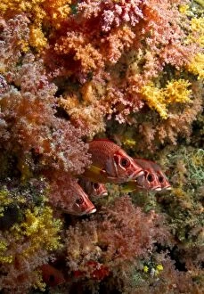 Images Dated 28th December 2011: Saber Squirrelfish