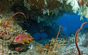 Saber Squirrelfish - in a soft coral cave