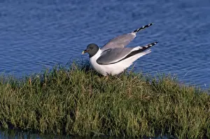 Taking Off Prints: Sabines Gull - alighting at nest