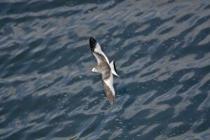 Images Dated 22nd September 2009: Sabines Gull - juvenile vagrant in flight - Blenhiem Palace Oxon UK September