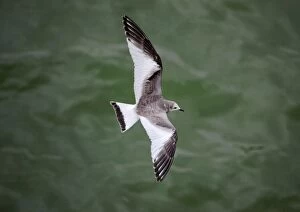 Images Dated 22nd September 2009: Sabines Gull - juvenile vagrant in flight - Blenhiem Palace - Oxon - UK September