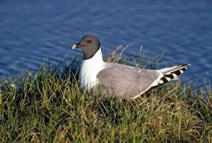 Gulls Prints: Sabine's Gull - on nest - Victoria Island NWT Canada