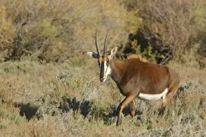 Images Dated 30th November 2006: Sable Antelope