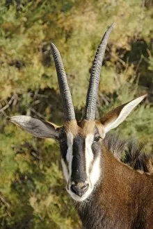 Images Dated 30th November 2006: Sable Antelope