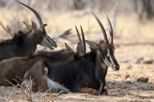Images Dated 21st October 2010: Sable Antelope - group sitting resting in shade