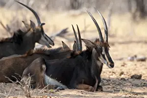 In Shade Prints: Sable Antelpoe - group sitting resting in shade - Chobe River - Botswana
