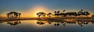 Sable palms silhouetted at sunrise on the Econlockhatchee River, a blackwater tributary of the St. Johns River, near Orlando, Florida Date: 11-03-2021