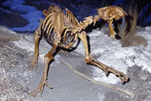 Sabre-tooth Cat Rancho la Brea Tar Pits, California, USA