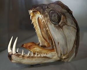 Images Dated 21st January 2007: Sabre-tooth Fish - skull - Freshwaters Amazon Basin