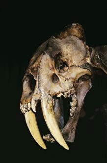 Images Dated 10th August 2005: Sabre-tooth Tiger Skull - Prehistoric