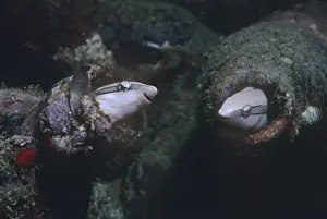 Blenny Prints: Sabretooth Blennies - this nasty little blennie imitates a cleaner wrasse