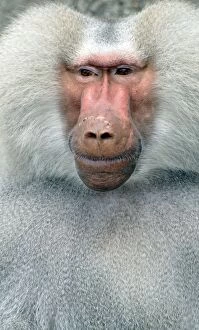 Images Dated 18th August 2011: Sacred Baboon, East Africa, adult male