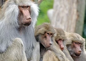 Images Dated 18th August 2011: Sacred Baboon - male with his harem - East Africa
