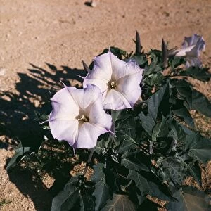Images Dated 31st October 2005: Sacred Datura Blossoms New Mexico, USA