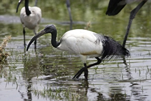 Images Dated 23rd August 2005: Sacred Ibis. Arsi Region - Ethiopia