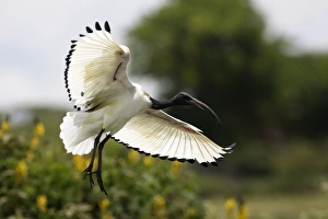 Images Dated 23rd August 2005: Sacred Ibis. Arsi Region - Ethiopia