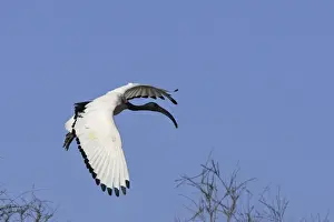 Sacred Ibis Camargue Bouches du Rhone France