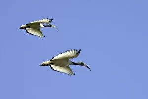 Images Dated 30th November 2006: Sacred Ibis - in flight