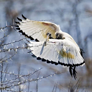 Sacred Ibis in flight near Kamieskroon
