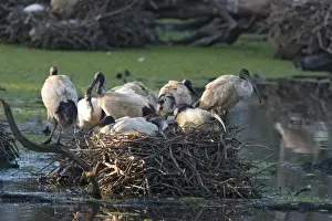 Sacred Prints: Sacred Ibis Group of birds on a large nest site in freshwater