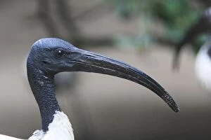Images Dated 28th August 2008: Sacred Ibis - portrait of male, distribution - sub-Saharan Africa, SE Iraq, Egypt