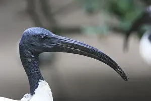 Sacred Ibis - portrait of male, distribution - sub-Saharan Africa, SE Iraq, Egypt