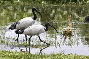 Images Dated 23rd August 2005: Sacred Ibis. Ziway - Arsi Region - Ethiopia