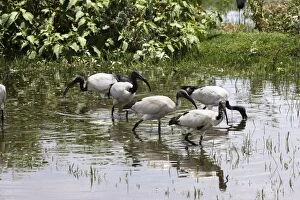 Images Dated 23rd August 2005: Sacred Ibis. Ziway - Arsi Region - Ethiopia