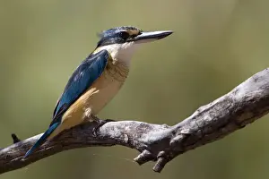 Sacred Kingfisher - Hanson River north west of Ti Tree Community, Alice Springs, Northern Territory, Australia