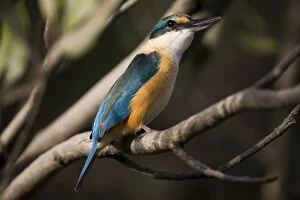 Images Dated 21st May 2006: Sacred Kingfisher - In Mangroves along Porosus Creek off the Hunter River, Kimberley coast