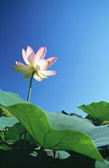 Images Dated 13th September 2005: Sacred Lotus