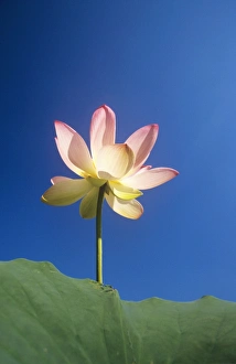 Stand Out Collection: Sacred Lotus