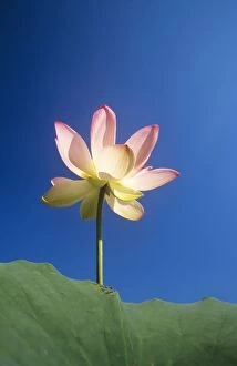 Sacred LOTUS Lily
