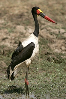 Saddle-billed Stork Saddle-billed Stork