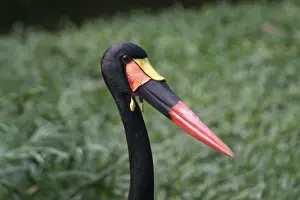 Tall Prints: Saddle-billed Stork - Close up of head The tallest African stork found in Subsaharan Africa