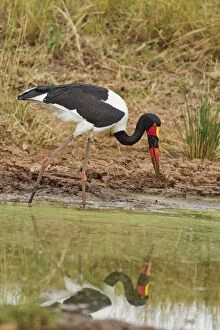 Billed Gallery: Saddle-billed Stork (Ephippiorhynchus senegalensis)