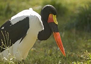 Saddle-billed stork, feeding