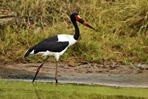 Images Dated 14th August 2011: Saddle-billed Stork - fishing in a pond