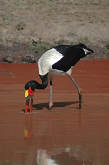 Saddle-billed Stork fishing in red-coloured waterhole