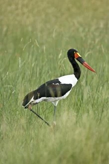 Saddle-billed Stork - With foot raised walking