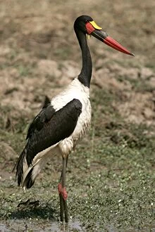 Images Dated 10th July 2004: Saddle-billed Stork. South Luangwa Valley National Park - Zambia - Africa