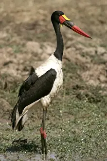 Saddle-billed Stork. South Luangwa Valley National Park - Zambia - Africa