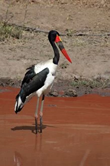 Saddle-billed Stork standing in red-coloured waterhole