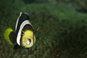Anemonefishes Prints: Saddleback Anemonefish - with two parasites in the mouth - Indonesia