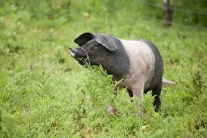 Images Dated 25th July 2008: Saddleback Pig - piglet - Cornwall - UK