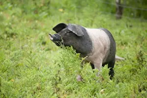 Saddleback Prints: Saddleback Pig - piglet - Cornwall - UK