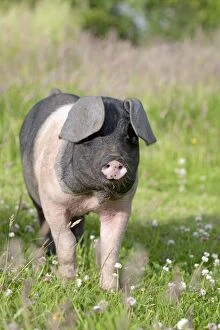 Farm Animals Collection: Saddleback Pig - piglet - Cornwall - UK